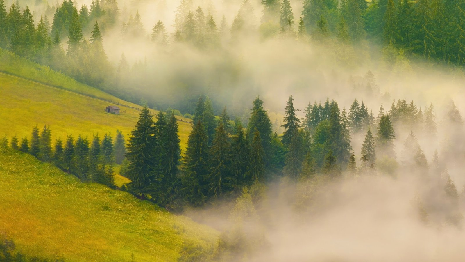 misty-forest-green-3840x2160-26361